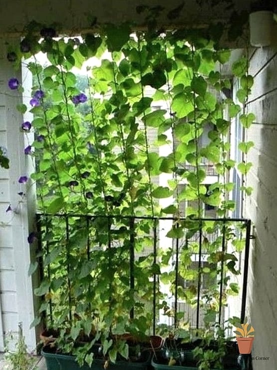 Climbing Vine Curtain