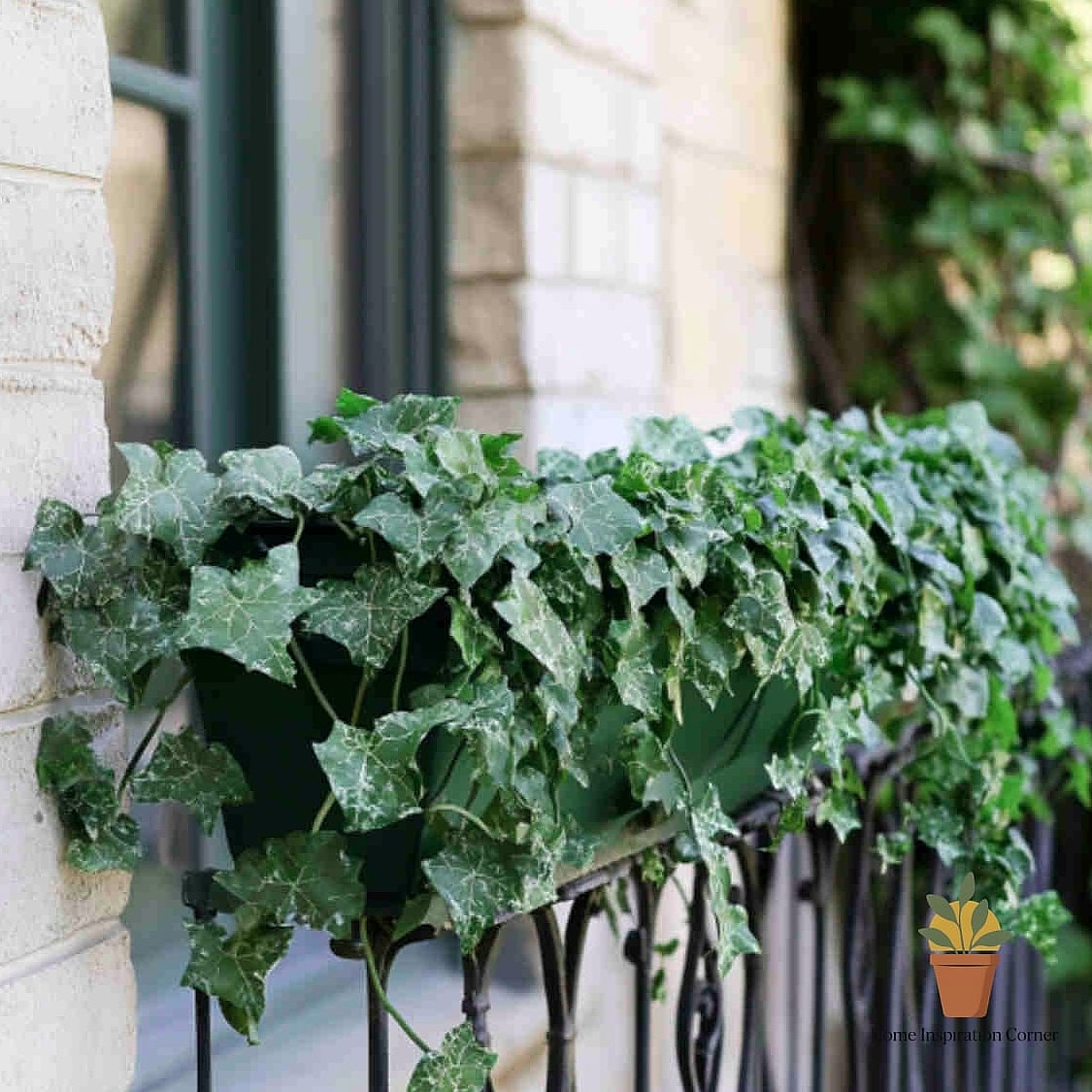 Trailing Ivy with String Lights Combo
