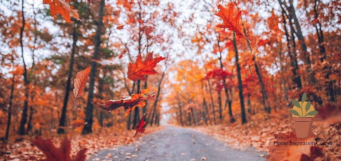 Autumn Leaf Backdrops