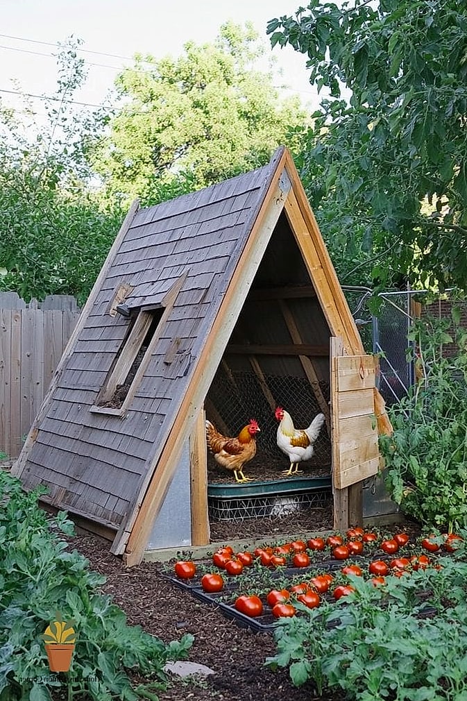 The Classic A-Frame Coop