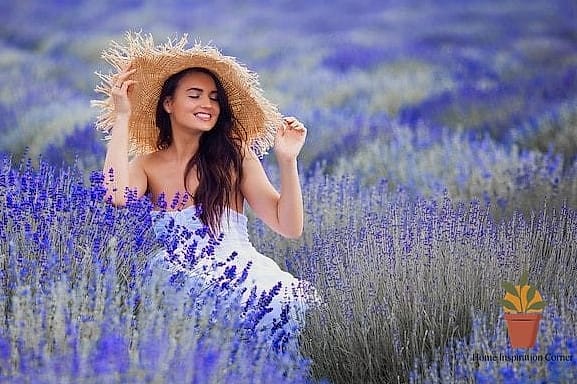 Lavender or Flower Farm