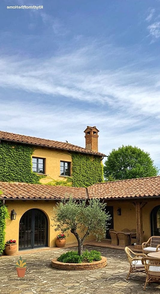 Olive Trees in Oversized Terracotta Pots