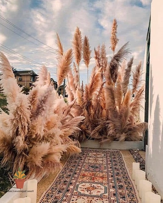 Pampas Grass Arrangements