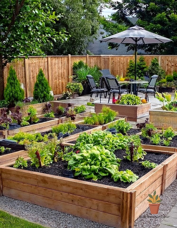 Raised Garden Beds in Neat Rows