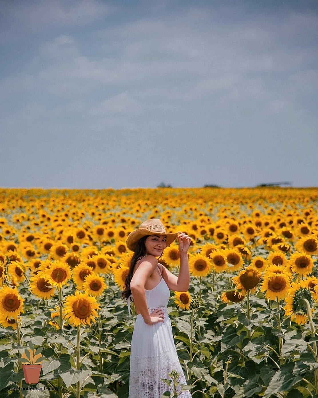 Sunflower Field